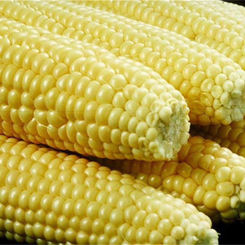 Mısır