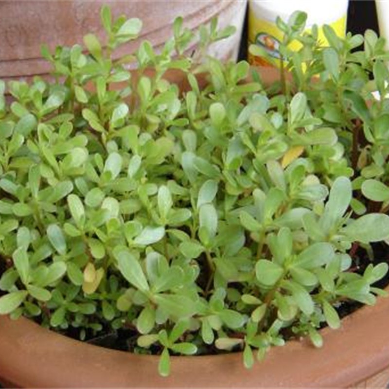 Semizotu
